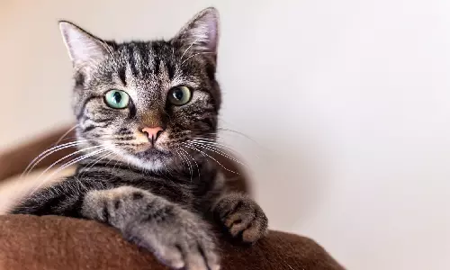 Kerala High Court Orders Bank To Return Loan Defaulters Pet Cat Stranded Inside Seized House