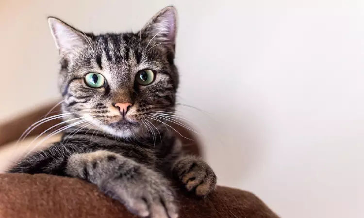 Kerala High Court Orders Bank To Return Loan Defaulters Pet Cat Stranded Inside Seized House